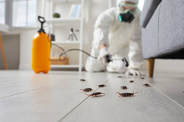 Commercial Rodent Management in Silt
